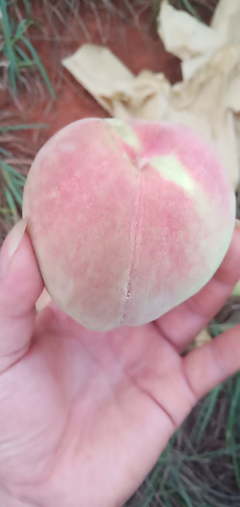 鹰嘴水蜜桃