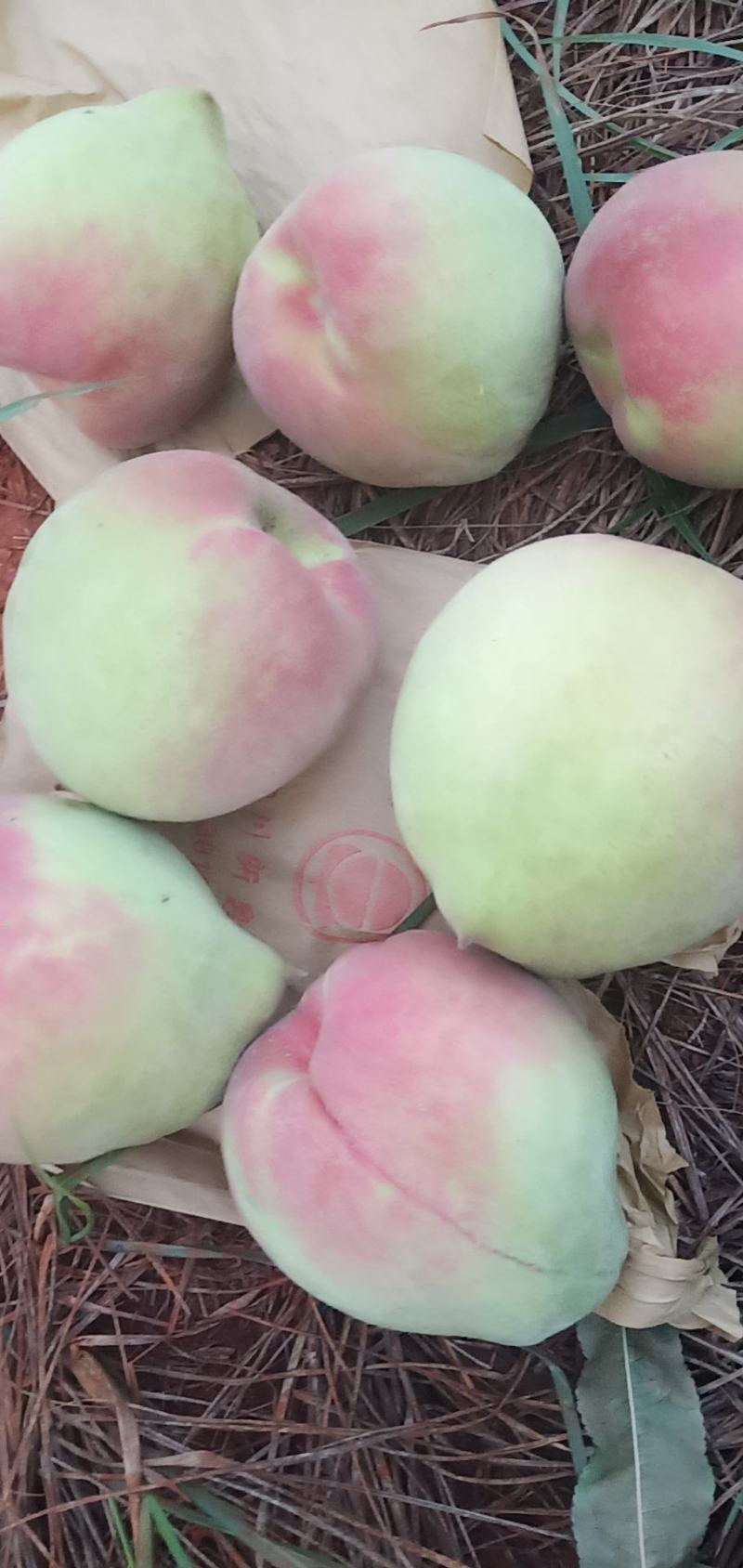 鹰嘴水蜜桃