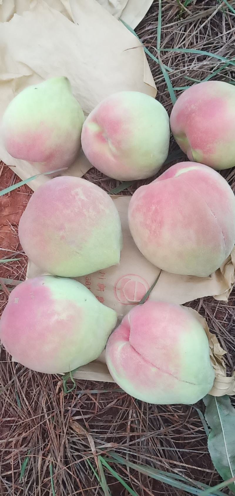 鹰嘴水蜜桃