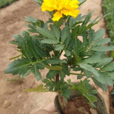 山东孔雀草基地直发可视频看货