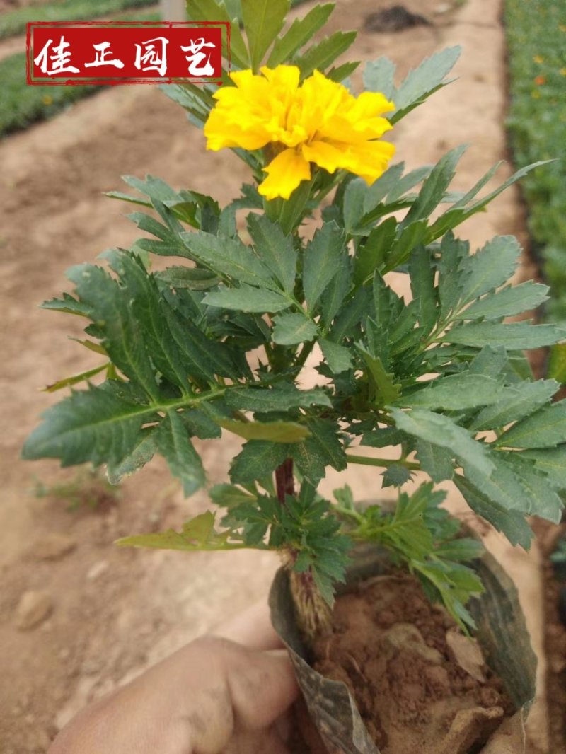 山东孔雀草基地直发可视频看货