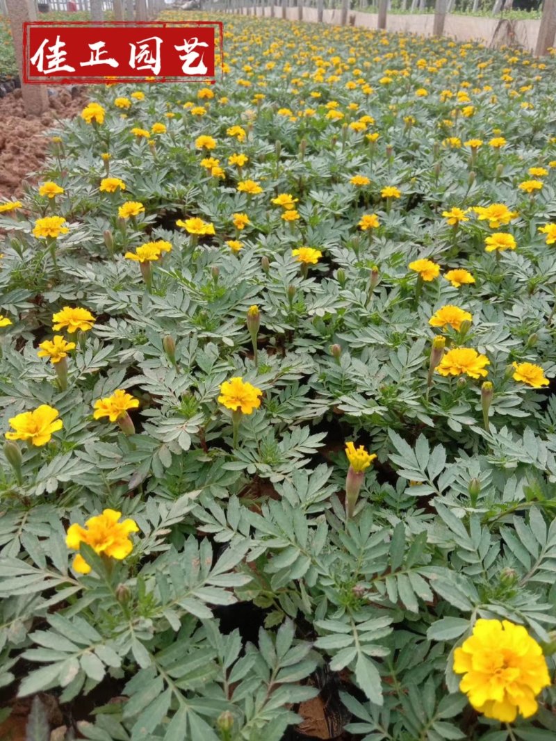 山东孔雀草基地直发可视频看货