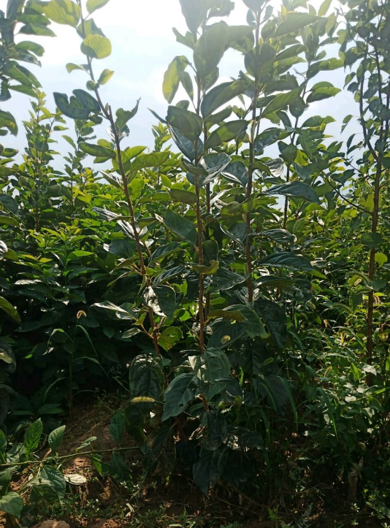 甜柿子苗，阳丰水果柿子甜脆硬度好，新品种，1+15公分