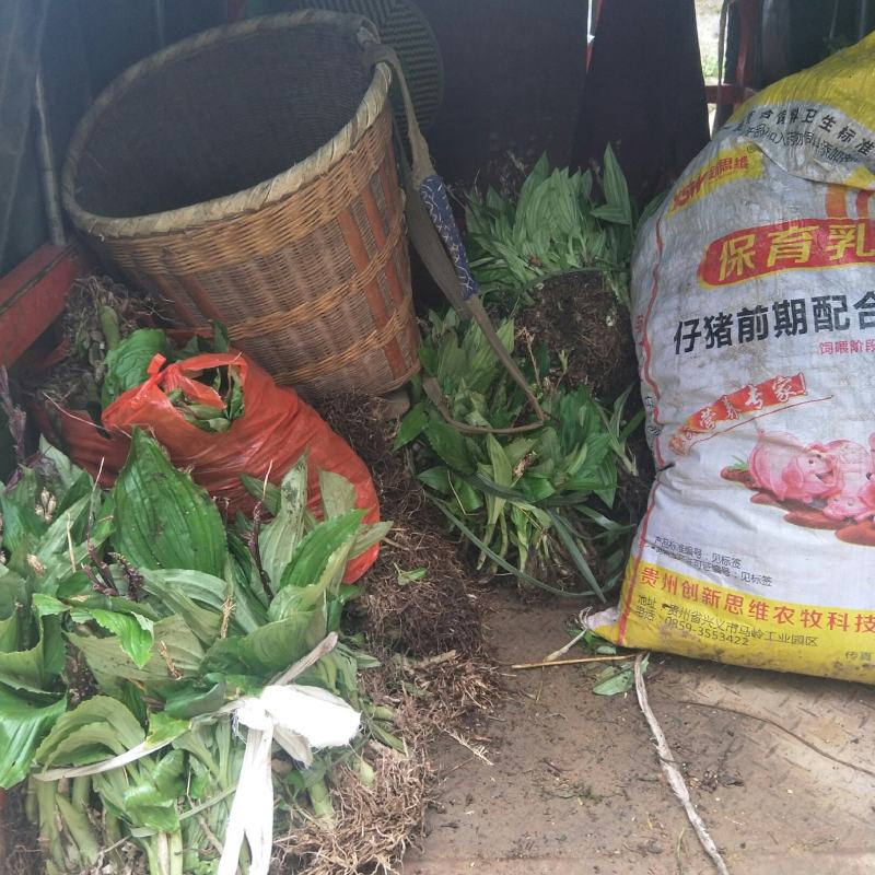 见血清紫花见血青苗可按颗出售，可按斤出售