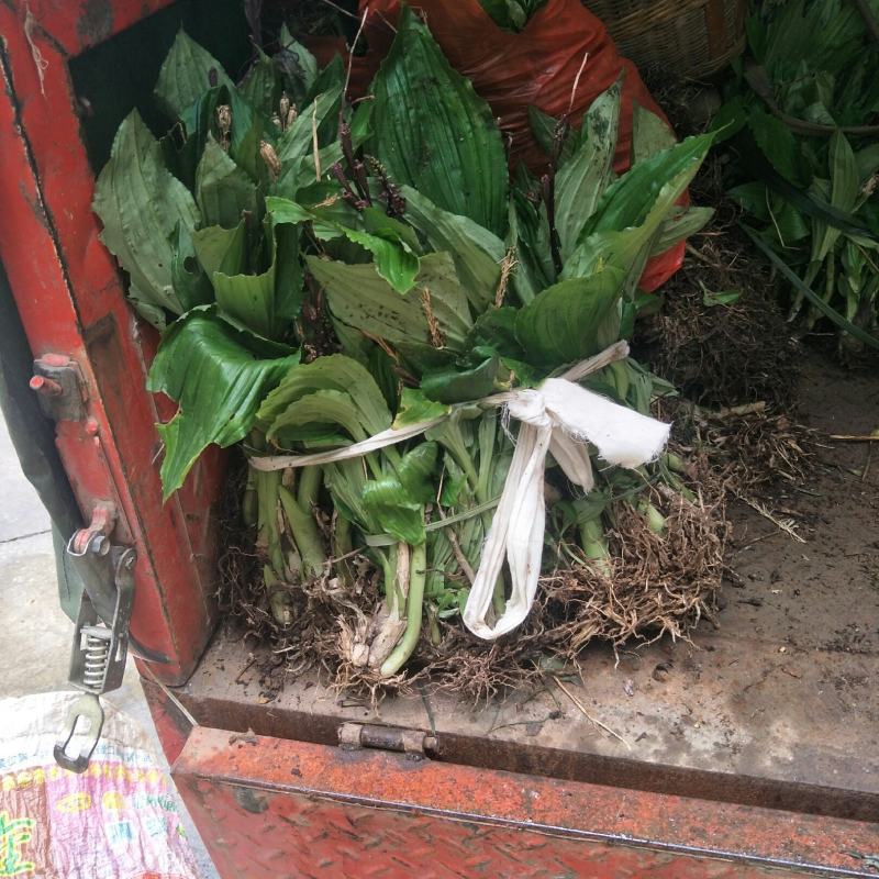见血清紫花见血青苗可按颗出售，可按斤出售