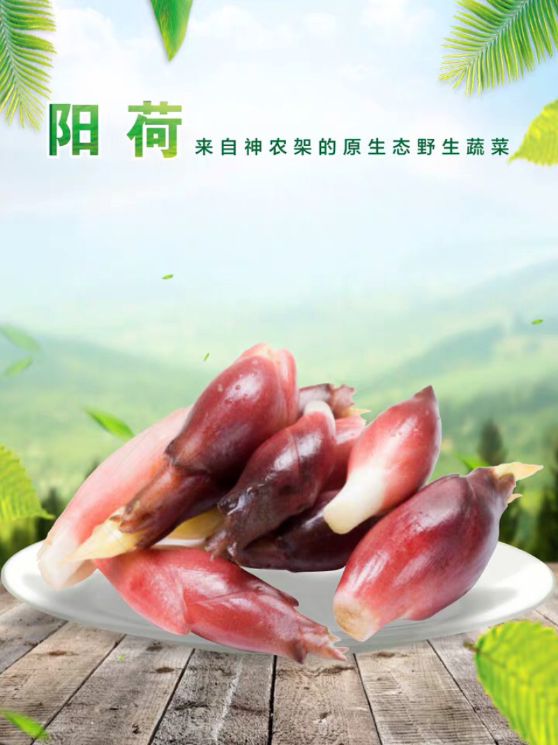 自种新鲜洋荷阳荷姜襄荷洋藿阳禾洋禾