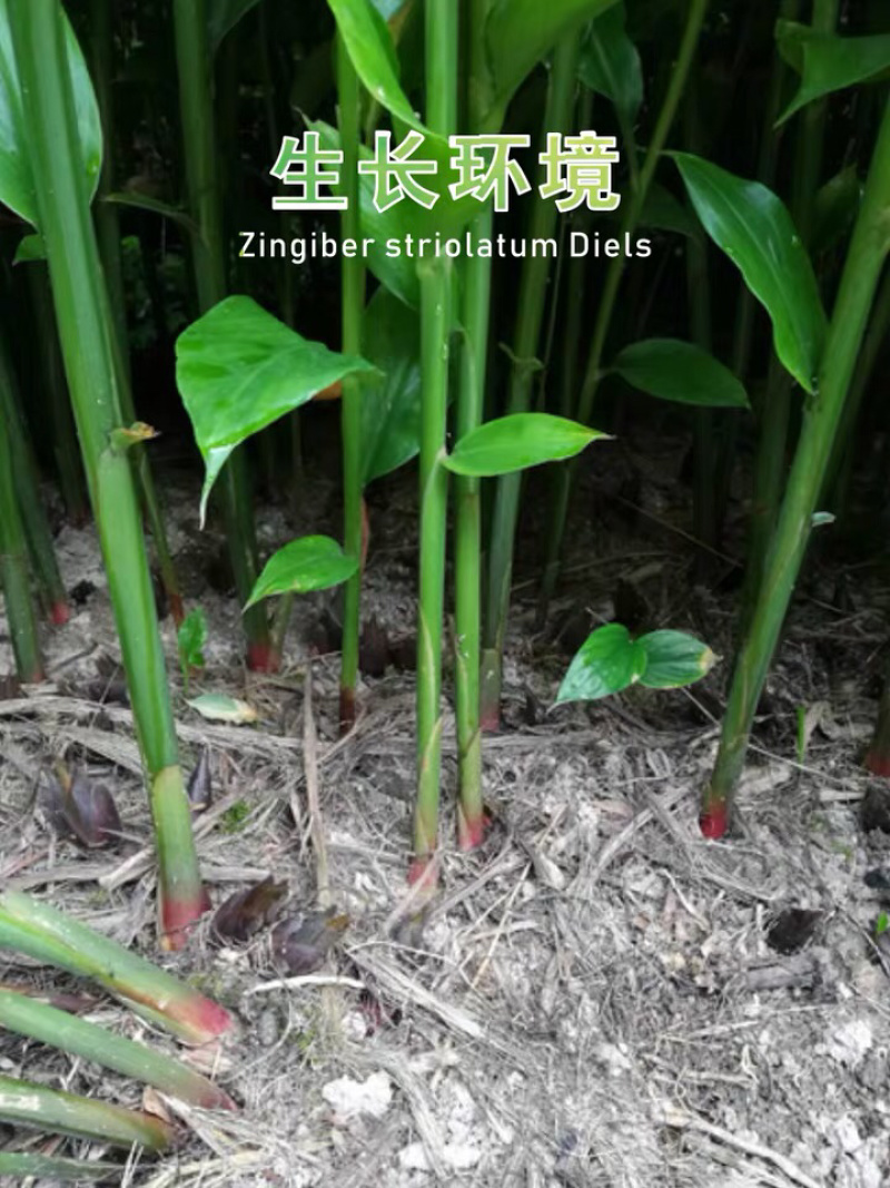 自种新鲜洋荷阳荷姜襄荷洋藿阳禾洋禾