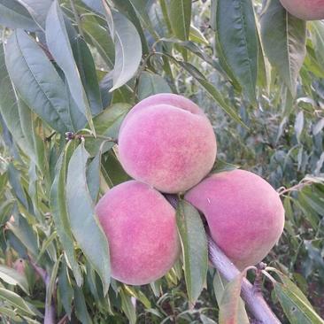 桃子～生长周期长的中晚熟优良品种(特别适合电商平台需求)