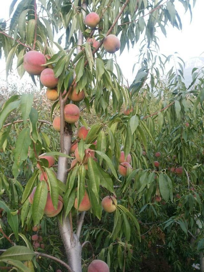 桃子～生长周期长的中晚熟优良品种(特别适合电商平台需求)