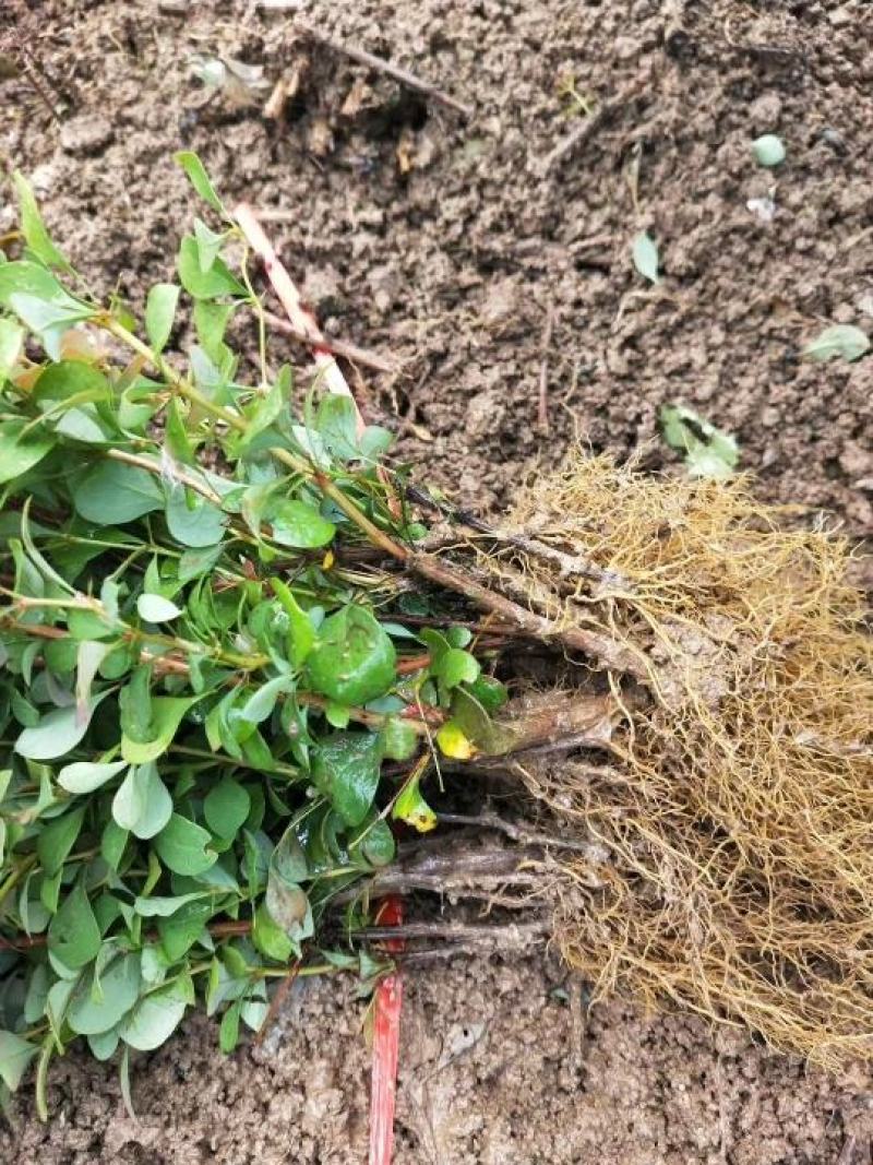 红叶小檗球园林绿化苗木树苗庭院彩色植物花卉红叶小檗苗紫