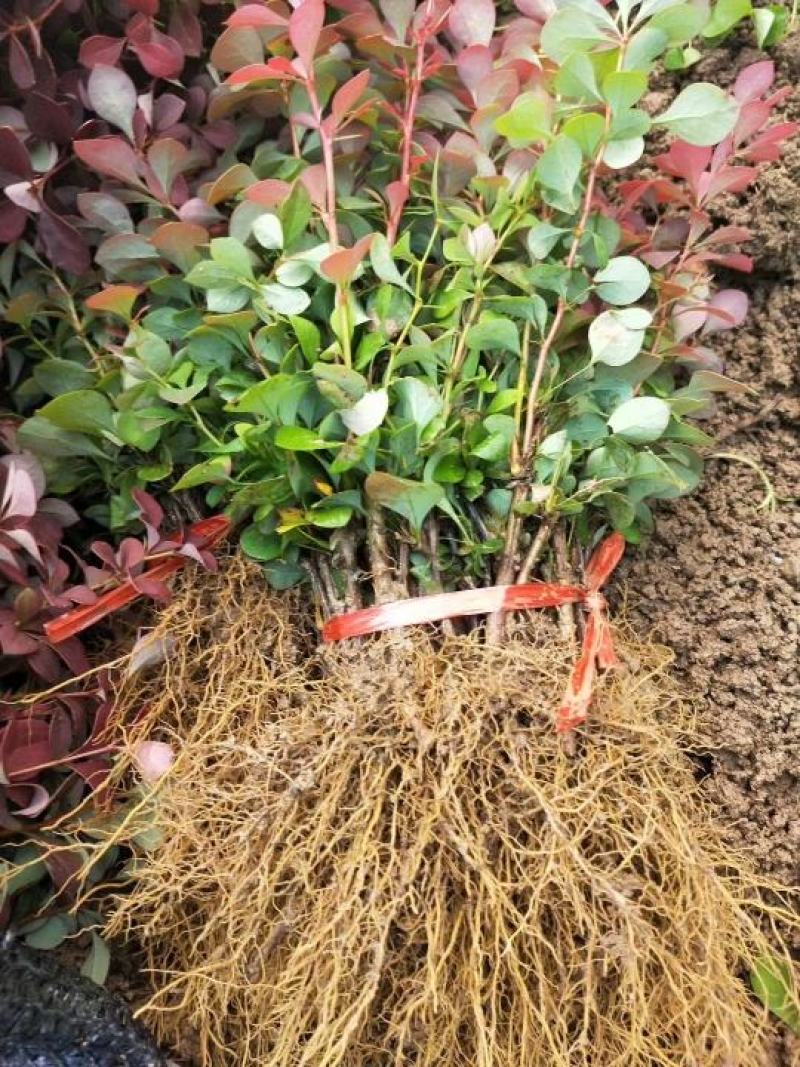 红叶小檗球园林绿化苗木树苗庭院彩色植物花卉红叶小檗苗紫