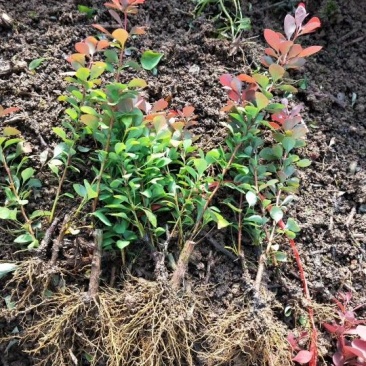 红叶小檗球园林绿化苗木树苗庭院彩色植物花卉红叶小檗苗紫