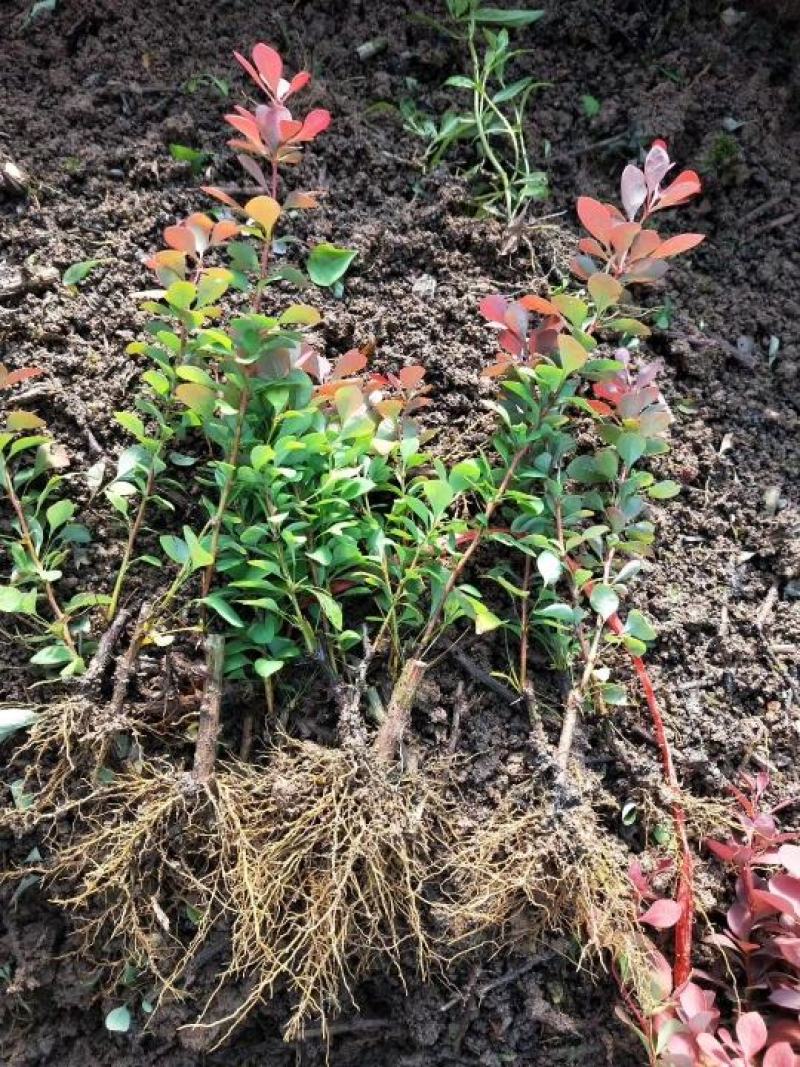 红叶小檗球园林绿化苗木树苗庭院彩色植物花卉红叶小檗苗紫