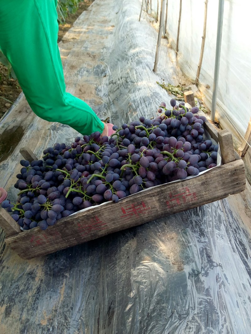 玫瑰香葡萄，巨玫瑰葡萄
