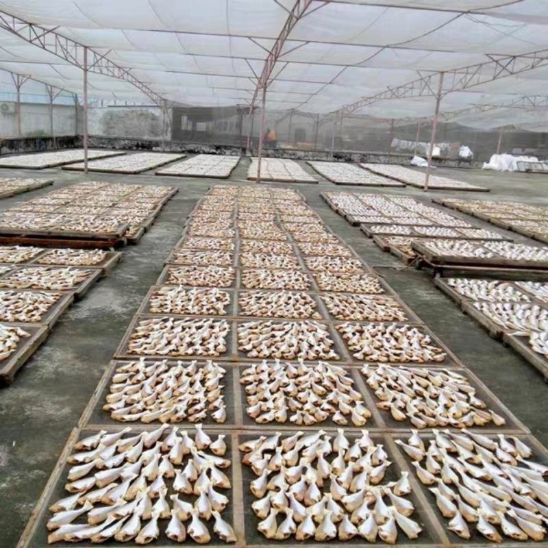剥皮鱼干马面鱼红目链新鲜扒皮鱼目鱼肉海鲜特咸鱼干