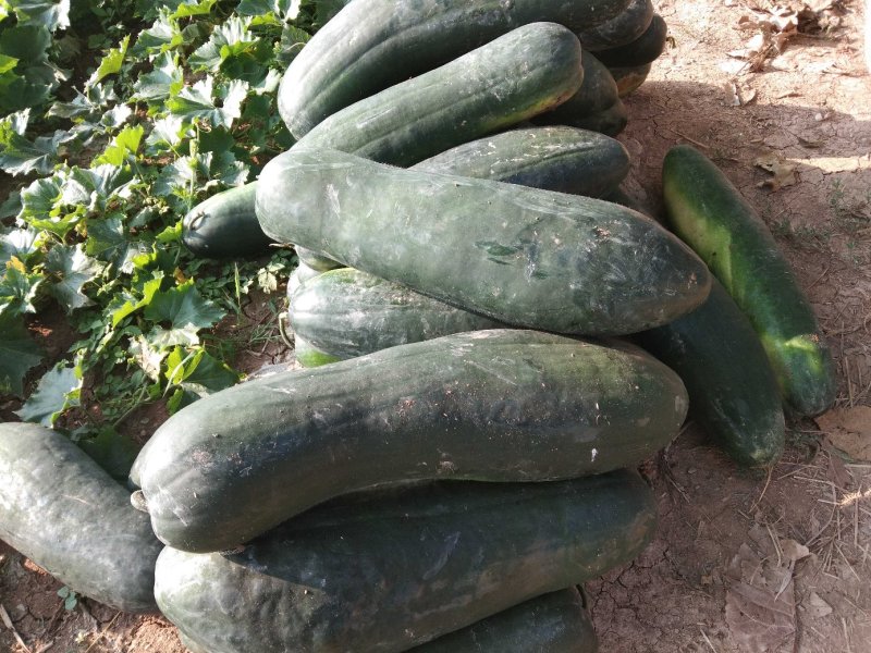安徽亳州黑皮东瓜，果大肉厚油亮，产地直销，欢迎采购，