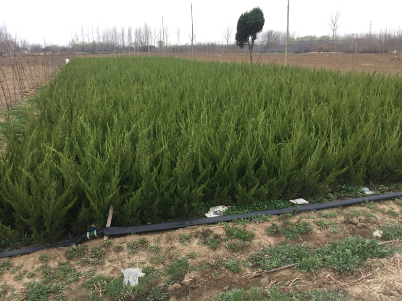 龙柏整体树形展示