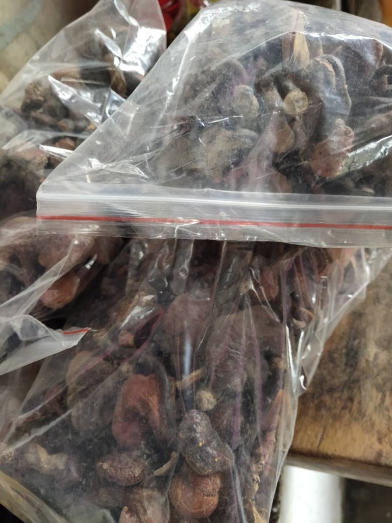 红灵芝（源自中缅边境，干鲜货均有）海拔1800米纯野生