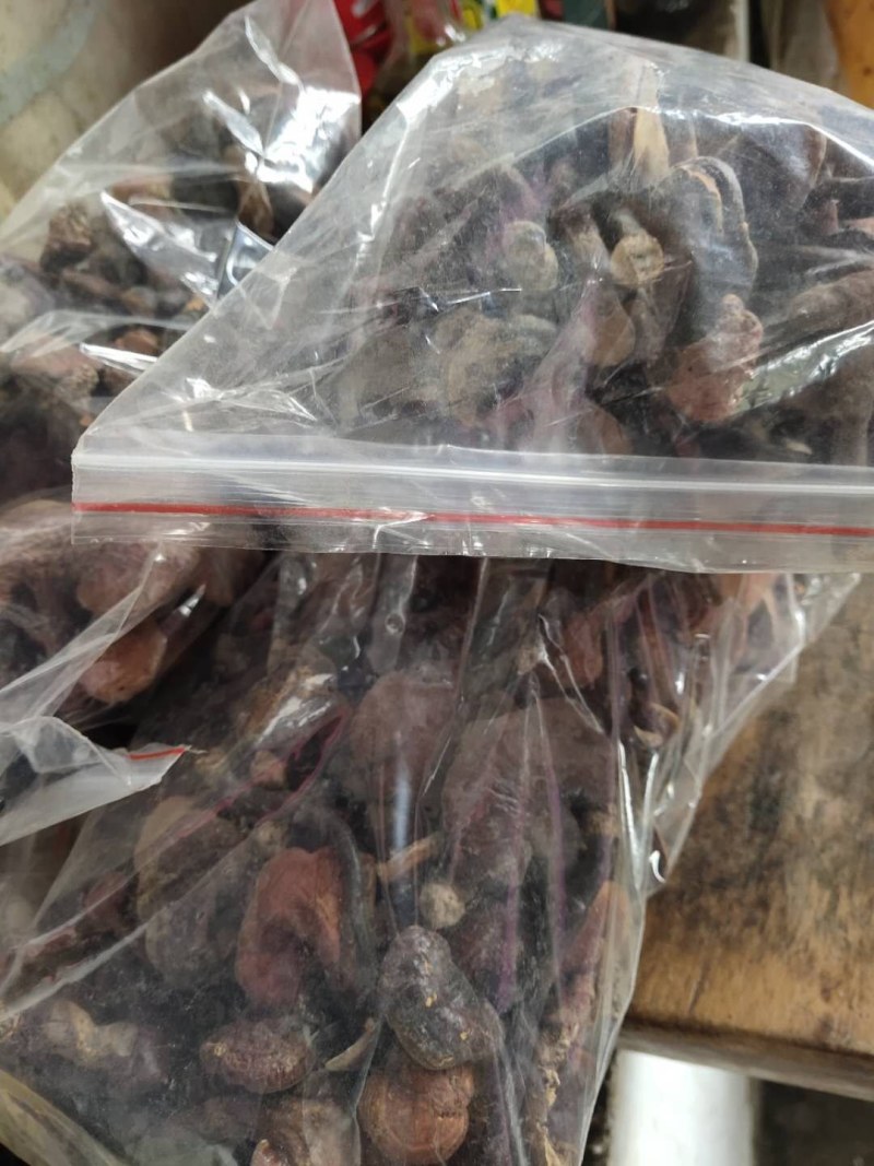 红灵芝（源自中缅边境，干鲜货均有）海拔1800米纯野生