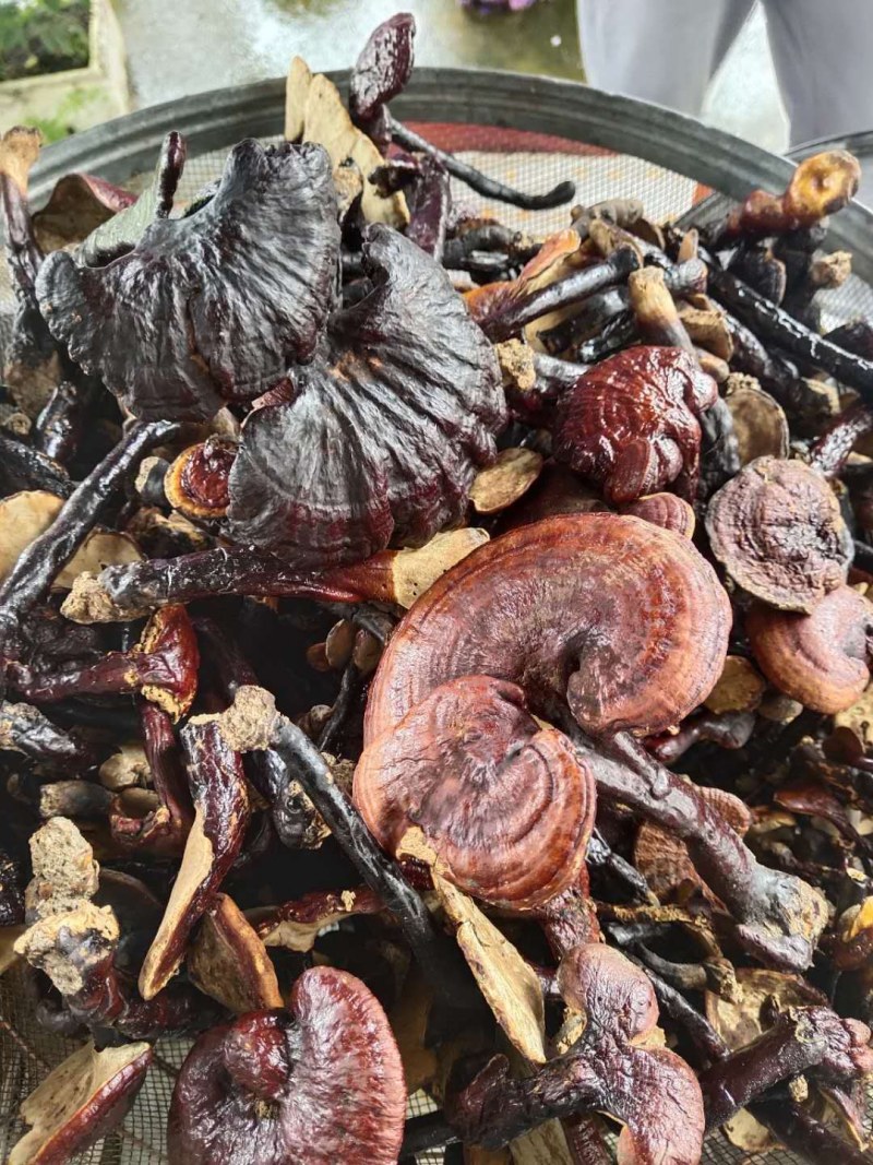 红灵芝（源自中缅边境，干鲜货均有）海拔1800米纯野生
