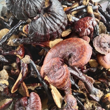 红灵芝（源自中缅边境，干鲜货均有）海拔1800米纯野生