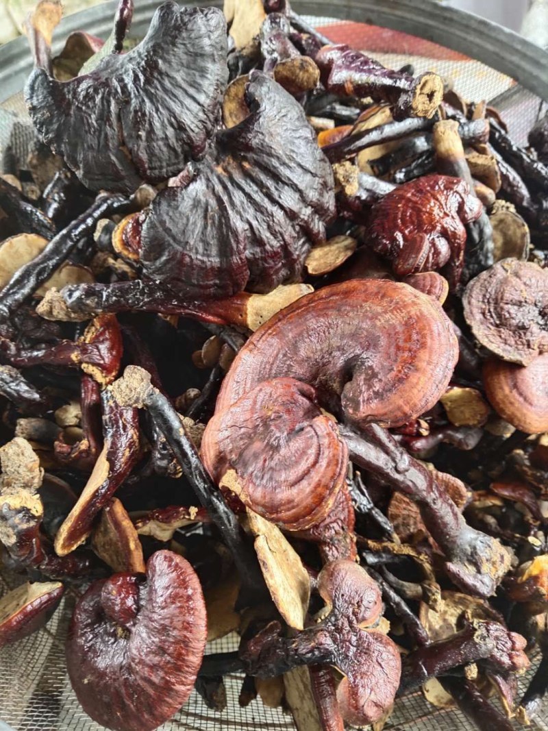 红灵芝（源自中缅边境，干鲜货均有）海拔1800米纯野生