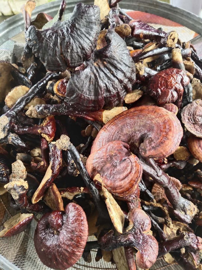 红灵芝（源自中缅边境，干鲜货均有）海拔1800米纯野生