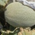 新疆吐鲁番秋季哈密瓜上市中