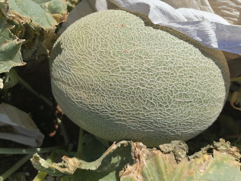 新疆吐鲁番秋季哈密瓜上市中