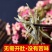 小青鱼干500g包邮海燕鱼干丁香鱼干新鲜小银鱼干鱼仔面条