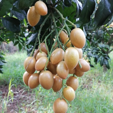 黄皮果鸡心黄皮无籽黄皮黑金刚黄皮大量有货质量保证