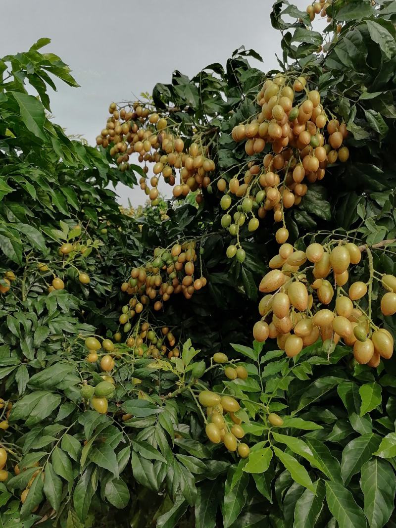 黄皮果鸡心黄皮无籽黄皮黑金刚黄皮大量有货质量保证