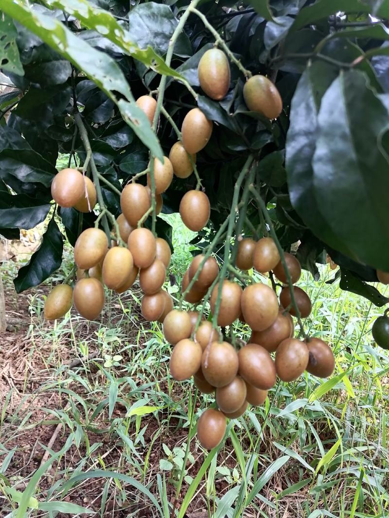 黄皮果鸡心黄皮无籽黄皮黑金刚黄皮大量有货质量保证