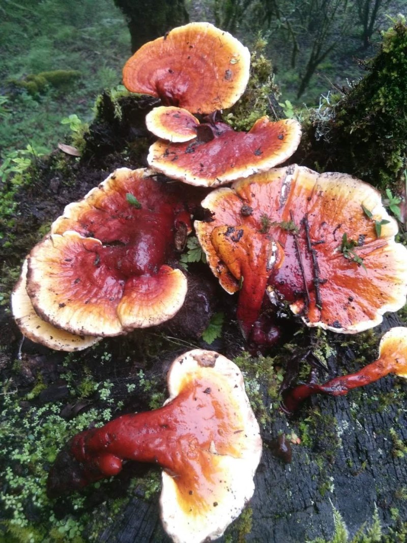 白灵芝（源自中缅边境，干鲜货均有）海拔1800米