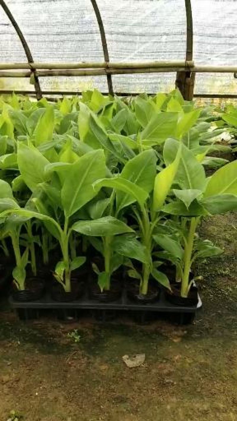 广西南宁莫少苗木(威廉斯b6)10cm~30cm不含