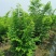 精品丛生朴树，二年苗好树形，易成活，货源稳定，欢迎咨询