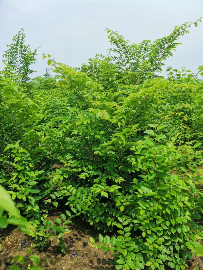 精品丛生朴树，二年苗好树形，易成活，货源稳定，欢迎咨询