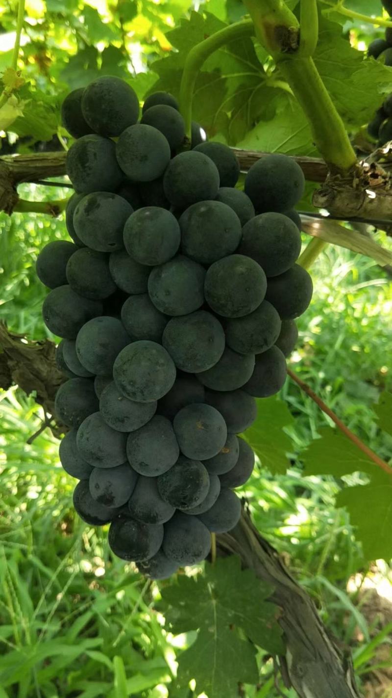 沪太八号葡萄已上市，大量有货味道甘甜皮薄无籽串型紧凑果好