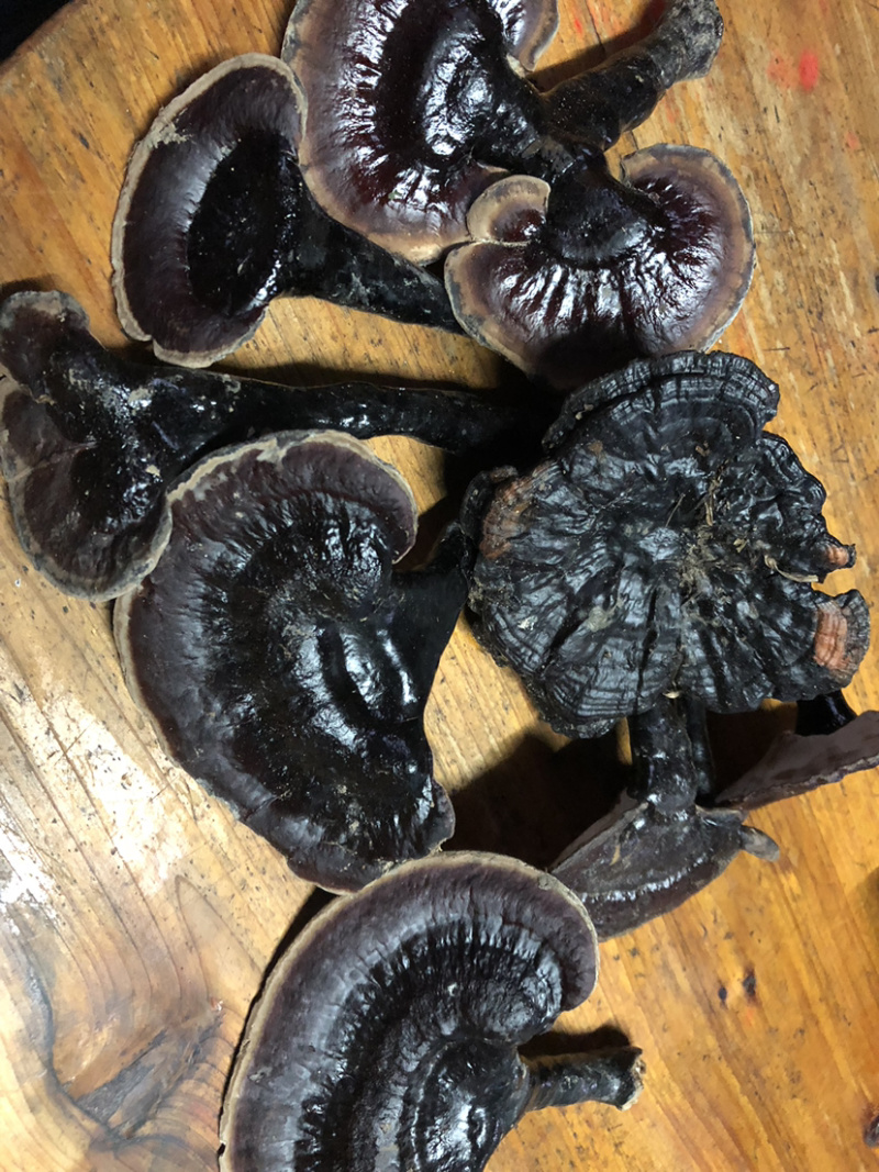 贵州深山纯野生血灵芝，中医人称，灵芝仙草