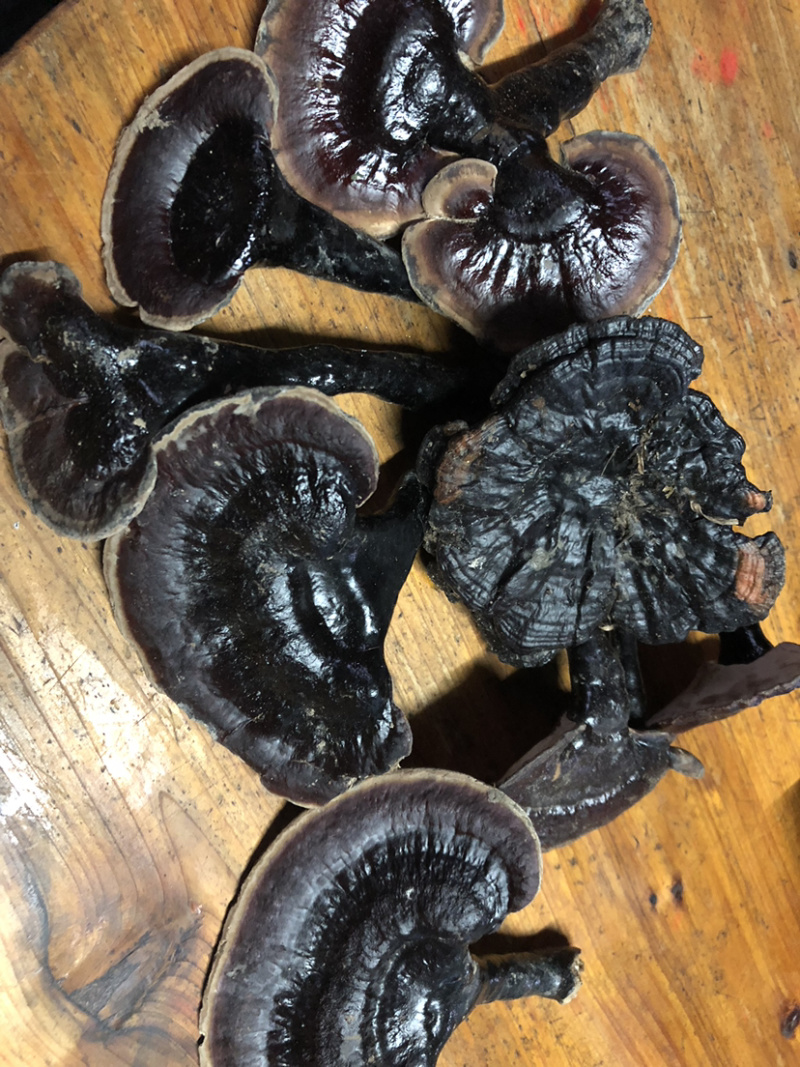 贵州深山纯野生血灵芝，中医人称，灵芝仙草
