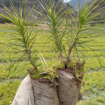 营养袋白皮松，短毛白皮松，量大从优，基地直销