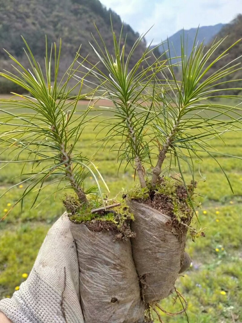 营养袋白皮松，短毛白皮松，量大从优，基地直销