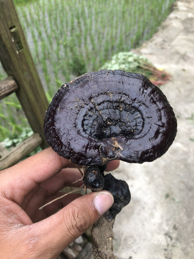 贵州深山纯野生血灵芝，中医人称，灵芝仙草