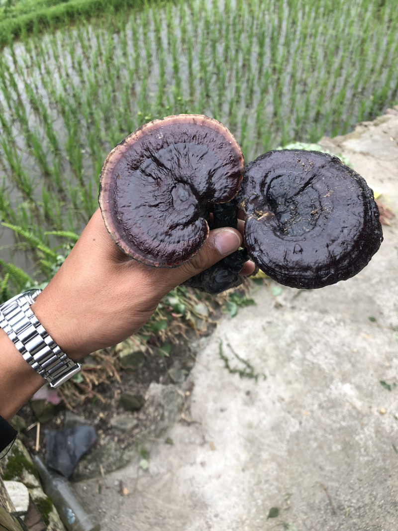 贵州深山纯野生血灵芝，中医人称，灵芝仙草