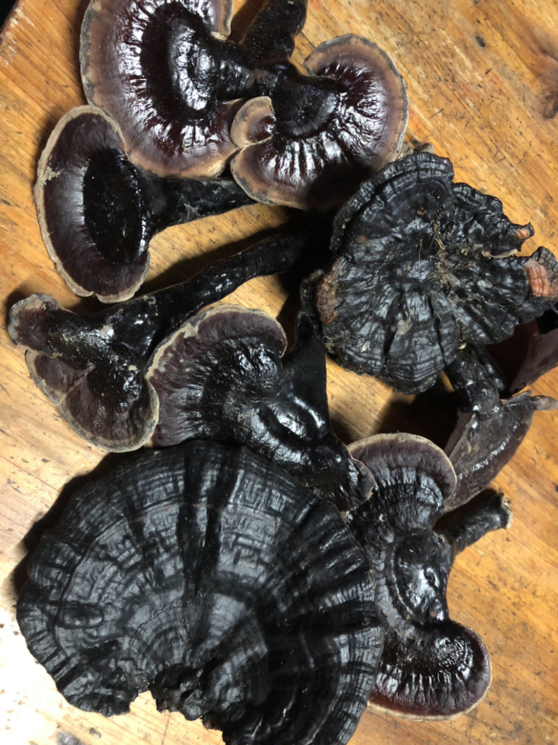 贵州深山纯野生血灵芝，中医人称，灵芝仙草