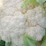 甘肃定西陇原行蔬菜合作社松花上市中，有需要的顾客联系我了