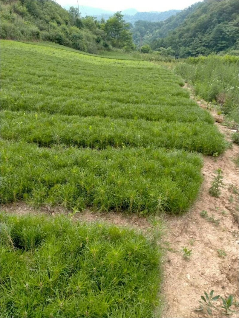 营养袋白皮松，短毛白皮松，量大从优，基地直销