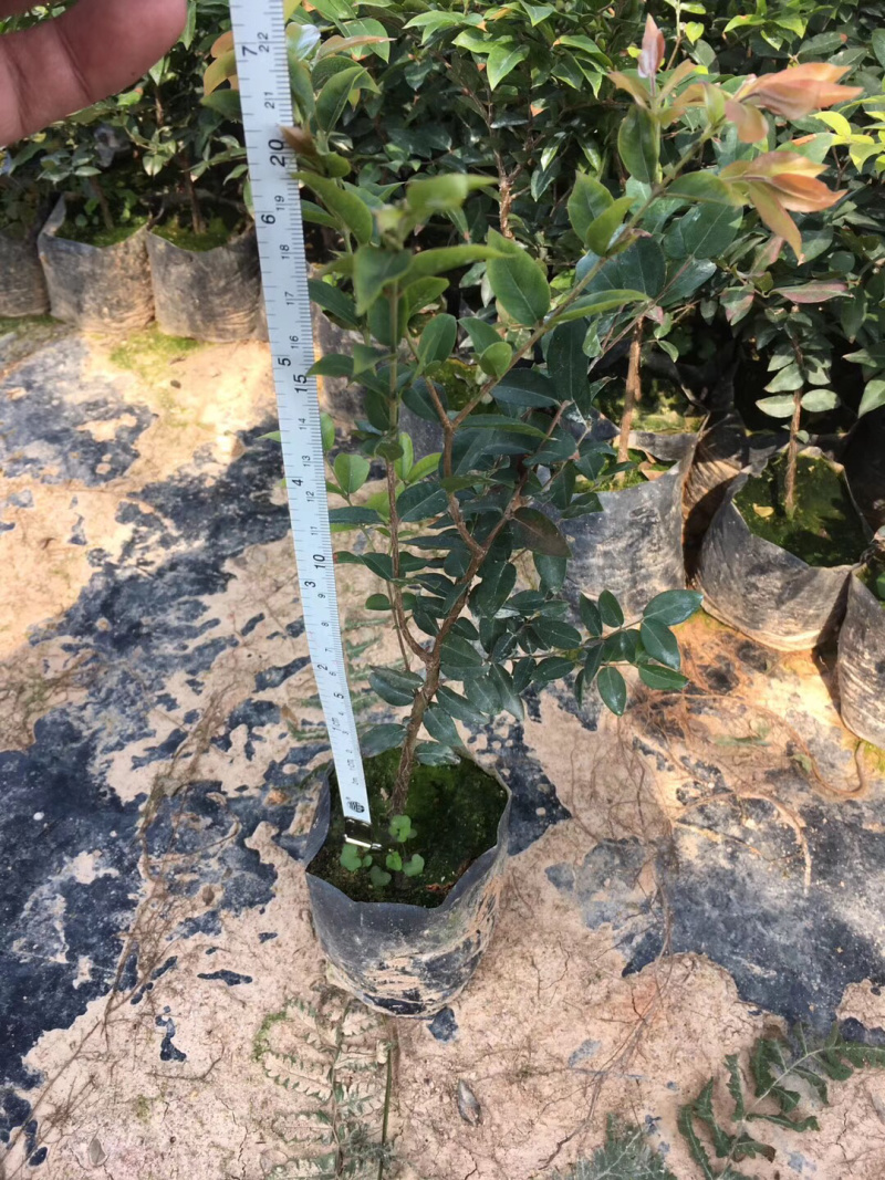 树葡萄苗