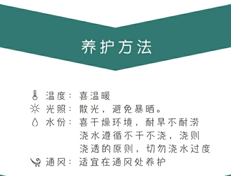 新款金枝玉叶盆栽造型老桩罕见多肉植物稀有品种大株肉肉花卉