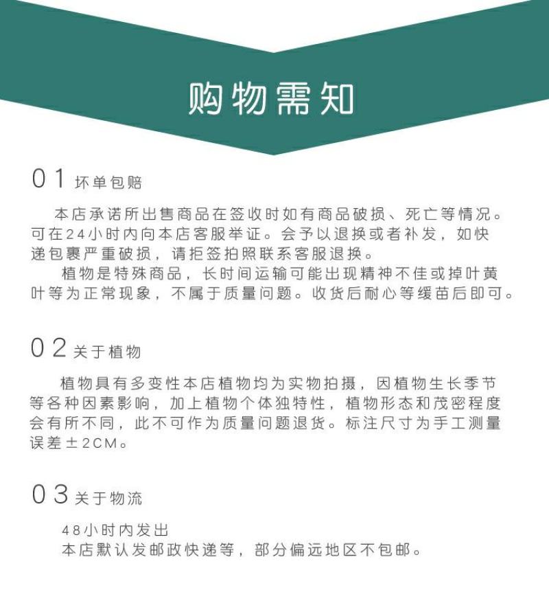 新款金枝玉叶盆栽造型老桩罕见多肉植物稀有品种大株肉肉花卉